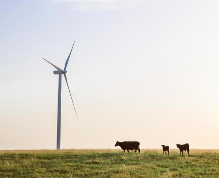 Wind Turbine Cows