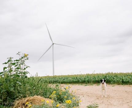 Wind Turbine Los Mirasoles Dog